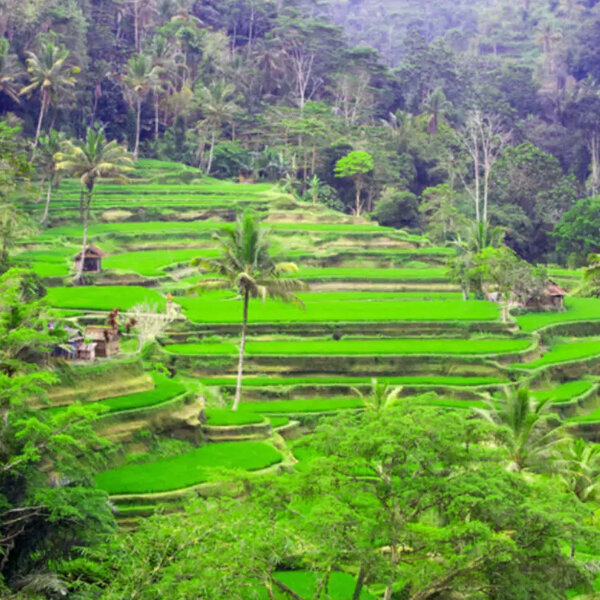 THAILAND WITH BALI.jpg
